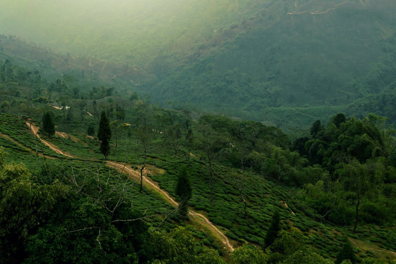 Darjeeling 103875